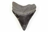 Fossil Megalodon Tooth - South Carolina #171089-1